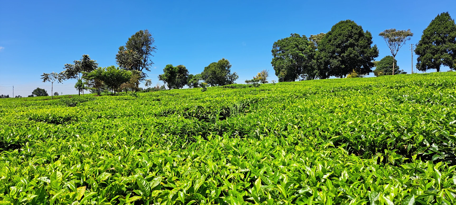 Tea farm in Kenya